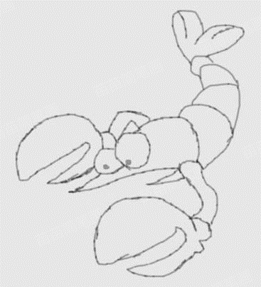 龙虾简笔画教程：轻松画出可爱又简单的龙虾