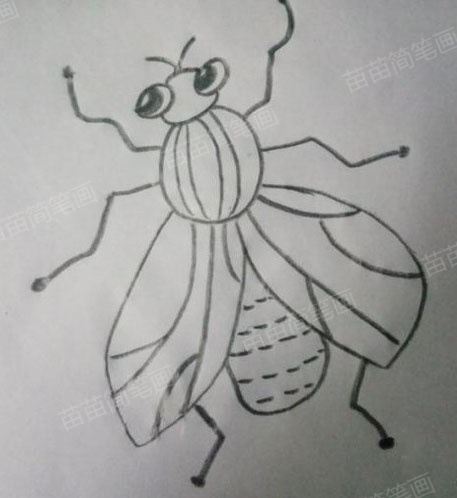 学习苍蝇简笔画：简单教程和技巧