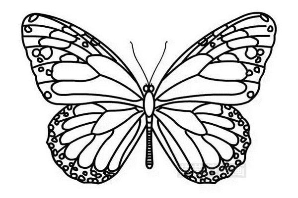 如何绘制蝴蝶简笔画, 简笔画蝴蝶的步骤