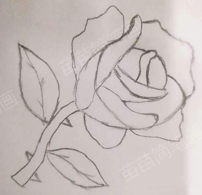 玫瑰花简笔画教程：简单易学，让你轻松画出美丽的玫瑰花