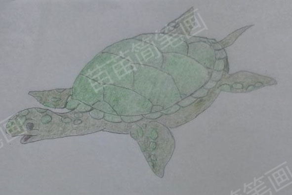 海龟简笔画教程：如何画出精美的海龟