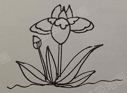 如何绘制花朵植株简笔画