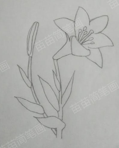 如何绘制简单又漂亮的百合花简笔画