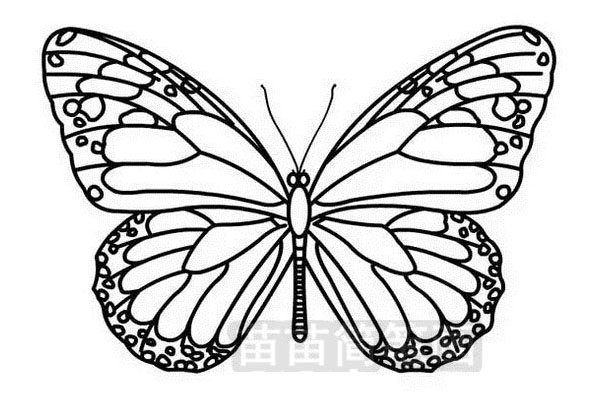 如何绘制简单又美丽的蝴蝶简笔画