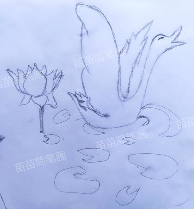 如何绘制天鹅戏水简笔画