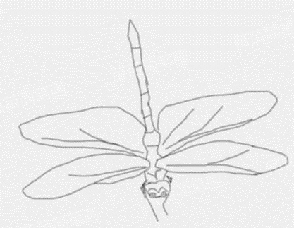 蜻蜓简笔画教程：如何画出简单又漂亮的蜻蜓
