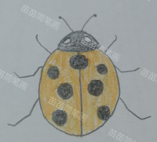 七星瓢虫简笔画教程：如何画出简单又漂亮的七星瓢虫