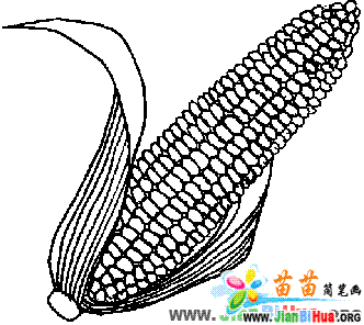 如何绘制简单的玉米棒简笔画