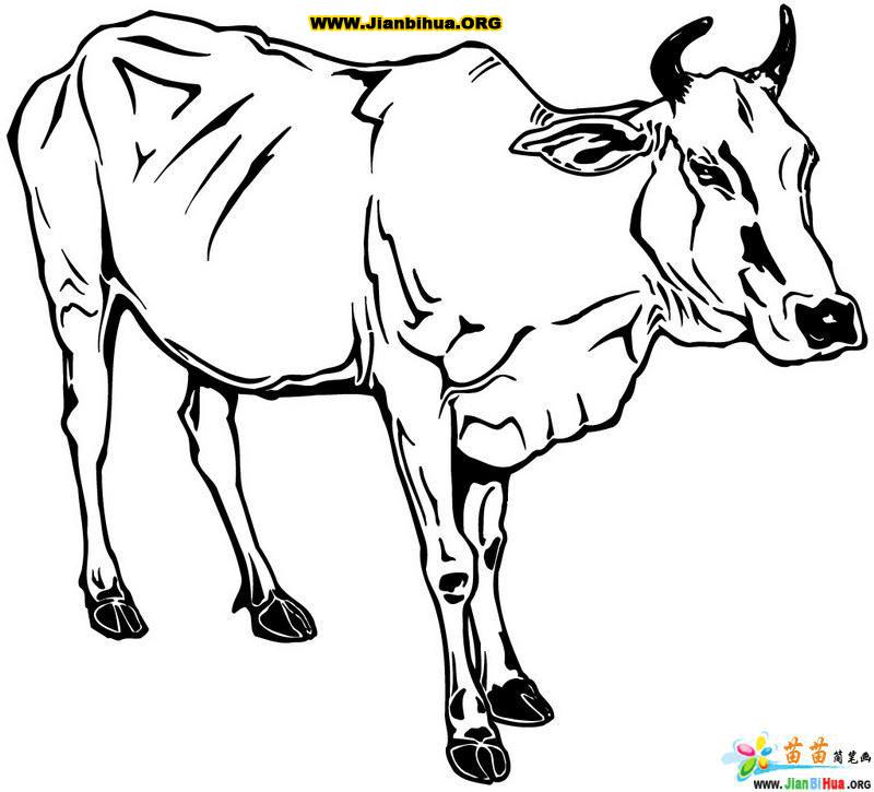 牛的简笔画图片,轻松学会画牛