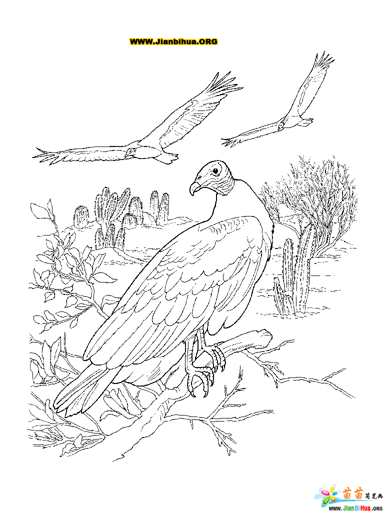 土耳其兀鹫简笔画图片